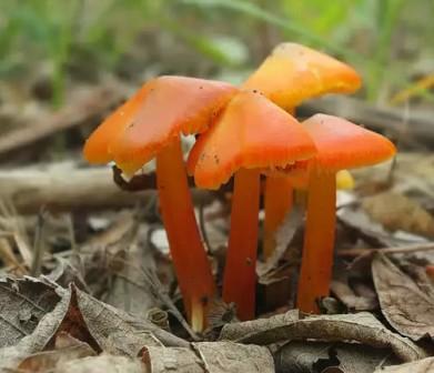   ,   Hygrocybe conica 